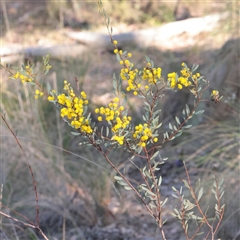 Acacia buxifolia subsp. buxifolia (Box-leaf Wattle) at Acton, ACT - 16 Sep 2025 by ConBoekel