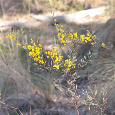 Acacia buxifolia subsp. buxifolia (Box-leaf Wattle) at Acton, ACT - 16 Sep 2025 by ConBoekel
