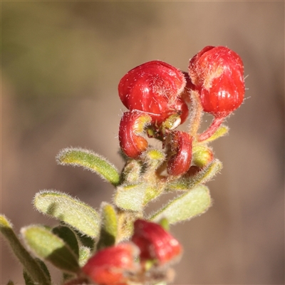 Grevillea alpina (Mountain Grevillea / Cat's Claws Grevillea) at Acton, ACT - 16 Sep 2025 by ConBoekel