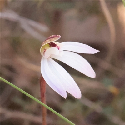 Caladenia fuscata (Dusky Fingers) at Acton, ACT - 16 Sep 2025 by ConBoekel