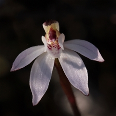 Caladenia fuscata (Dusky Fingers) at Acton, ACT - 16 Sep 2025 by ConBoekel