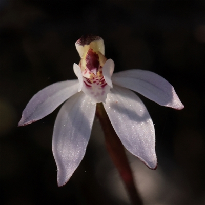 Caladenia fuscata (Dusky Fingers) at Acton, ACT - 16 Sep 2025 by ConBoekel