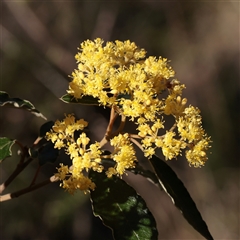 Pomaderris intermedia (Golden Pomaderris) at Acton, ACT - 16 Sep 2025 by ConBoekel