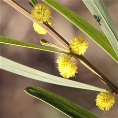 Acacia dawsonii (Dawson's Wattle) at Acton, ACT - 16 Sep 2025 by ConBoekel