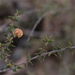 Acacia cultriformis at Acton, ACT - 16 Sep 2025 by ConBoekel