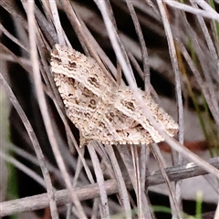 Chrysolarentia severata (Finely-lined Carpet) at Acton, ACT - 16 Sep 2025 by ConBoekel