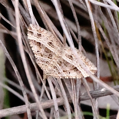 Chrysolarentia severata (Finely-lined Carpet) at Acton, ACT - 16 Sep 2025 by ConBoekel