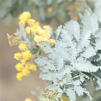 Acacia baileyana (Cootamundra Wattle, Golden Mimosa) at Acton, ACT - 16 Sep 2025 by ConBoekel