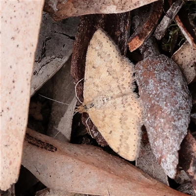 Scopula rubraria (Reddish Wave, Plantain Moth) at Acton, ACT - 16 Sep 2025 by ConBoekel