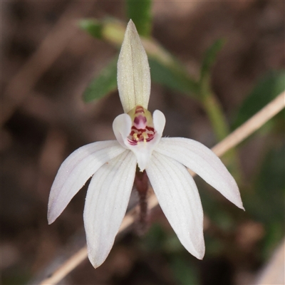 Caladenia fuscata (Dusky Fingers) at Acton, ACT - 16 Sep 2025 by ConBoekel