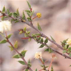 Acacia gunnii (Ploughshare Wattle) at Acton, ACT - 16 Sep 2025 by ConBoekel