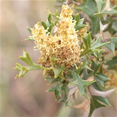 Grevillea ramosissima subsp. ramosissima (Fan Grevillea) at Acton, ACT - 16 Sep 2025 by ConBoekel