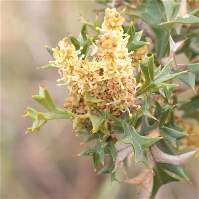 Grevillea ramosissima subsp. ramosissima (Fan Grevillea) at Acton, ACT - 16 Sep 2025 by ConBoekel