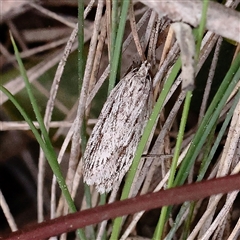 Anomozancla scopariella (A Concealer moth) at Acton, ACT - 16 Sep 2025 by ConBoekel