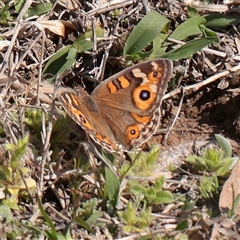 Junonia villida (Meadow Argus) at Acton, ACT - 16 Sep 2025 by ConBoekel