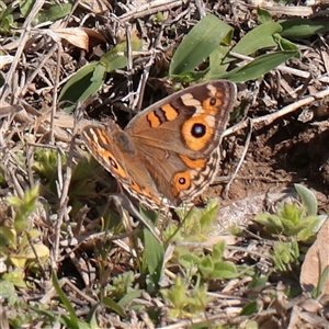 Junonia villida (Meadow Argus) at Acton, ACT - 16 Sep 2025 by ConBoekel