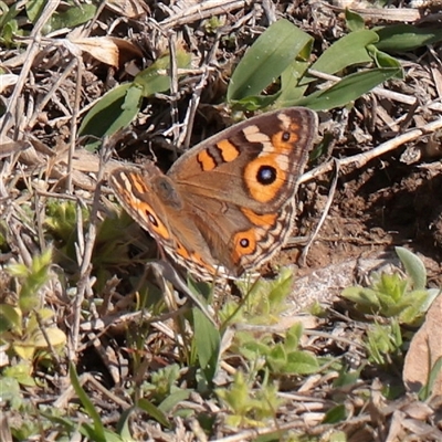 Junonia villida (Meadow Argus) at Acton, ACT - 16 Sep 2025 by ConBoekel