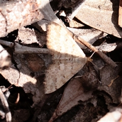 Scopula rubraria (Reddish Wave, Plantain Moth) at Acton, ACT - 16 Sep 2025 by ConBoekel