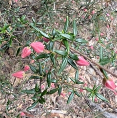 Boronia ledifolia at Laguna, NSW - 17 Sep 2025 by MartinPredavec