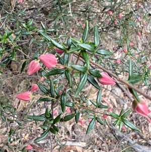 Boronia ledifolia at Laguna, NSW - 17 Sep 2025 by MartinPredavec