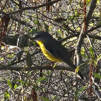 Eopsaltria australis (Eastern Yellow Robin) at Braidwood, NSW - 17 Sep 2025 by MatthewFrawley