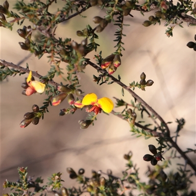 Dillwynia phylicoides (A Parrot-pea) at Acton, ACT - 16 Sep 2025 by ConBoekel