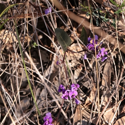 Hardenbergia violacea (False Sarsaparilla) at Acton, ACT - 16 Sep 2025 by ConBoekel