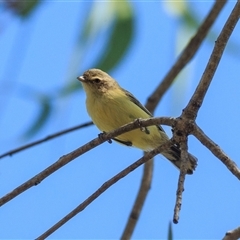 Smicrornis brevirostris (Weebill) at Mount Surprise, QLD - 9 Oct 2021 by DAdeGroot