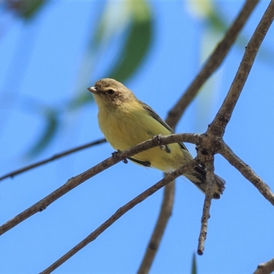 Smicrornis brevirostris (Weebill) at Mount Surprise, QLD - 9 Oct 2021 by DAdeGroot