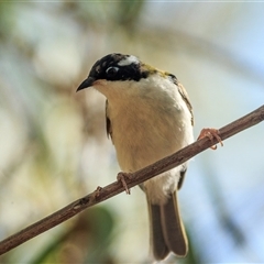 Melithreptus albogularis (White-throated Honeyeater) at Mount Surprise, QLD - 9 Oct 2021 by DAdeGroot