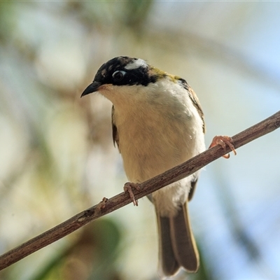 Melithreptus albogularis (White-throated Honeyeater) at Mount Surprise, QLD - 9 Oct 2021 by DAdeGroot