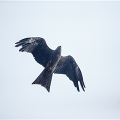 Milvus migrans (Black Kite) at Alva, QLD - 10 Oct 2021 by DAdeGroot