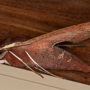 Hippotion scrofa (Coprosma Hawk Moth) at Symonston, ACT - 17 Sep 2025 by rawshorty
