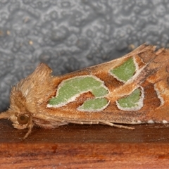 Cosmodes elegans (Green Blotched Moth) at Symonston, ACT - 17 Sep 2025 by rawshorty