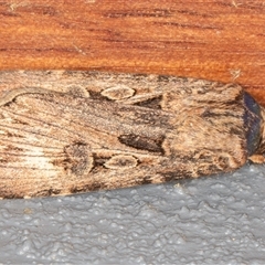 Agrotis munda (Brown Cutworm) at Symonston, ACT - 17 Sep 2025 by rawshorty