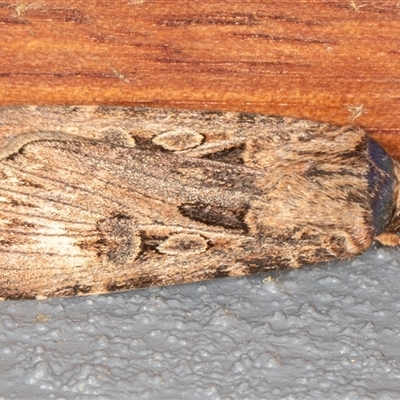 Agrotis munda (Brown Cutworm) at Symonston, ACT - 17 Sep 2025 by rawshorty