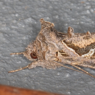 Chrysodeixis argentifera (Tobacco Looper) at Symonston, ACT - 17 Sep 2025 by rawshorty