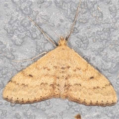 Scopula rubraria (Reddish Wave, Plantain Moth) at Symonston, ACT - 17 Sep 2025 by rawshorty