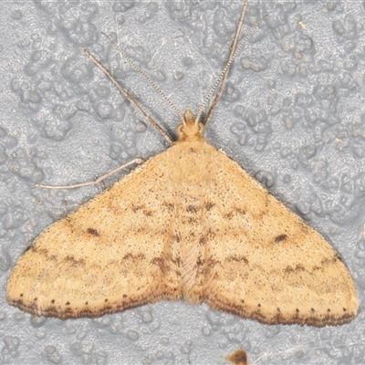 Scopula rubraria (Reddish Wave, Plantain Moth) at Symonston, ACT - 17 Sep 2025 by rawshorty