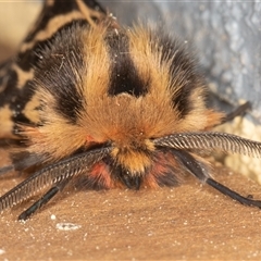 Ardices curvata (Crimson Tiger Moth) at Symonston, ACT - 17 Sep 2025 by rawshorty