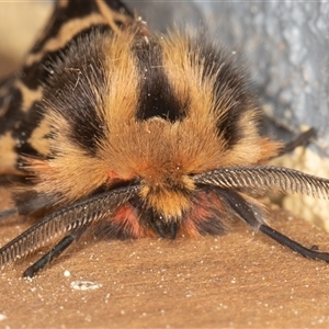 Ardices curvata (Crimson Tiger Moth) at Symonston, ACT - 17 Sep 2025 by rawshorty