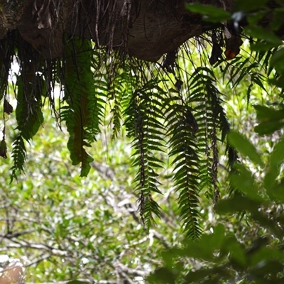 Asplenium polyodon (Willow Spleenwort) at Jamberoo, NSW - 16 Sep 2025 by plants