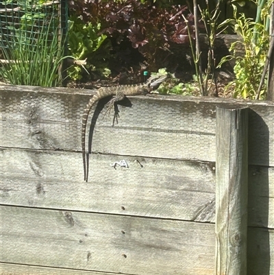 Intellagama lesueurii lesueurii (Eastern Water Dragon) at Willoughby, NSW - 17 Sep 2025 by JohnPierce