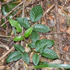 Rubus nebulosus (A Native Raspberry) at Jamberoo, NSW - 16 Sep 2025 by plants