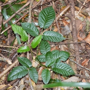 Rubus nebulosus (A Native Raspberry) at Jamberoo, NSW - 16 Sep 2025 by plants