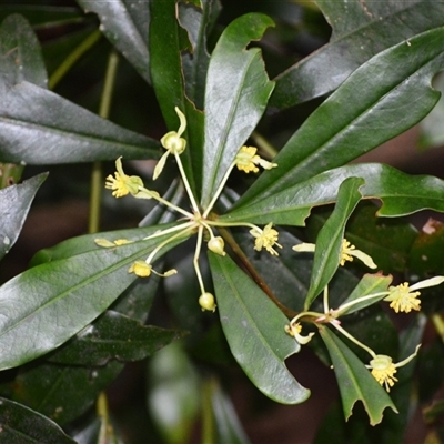 Tasmannia insipida (Brush Pepperbush, Dorrigo Pepper) at Jamberoo, NSW - 16 Sep 2025 by plants