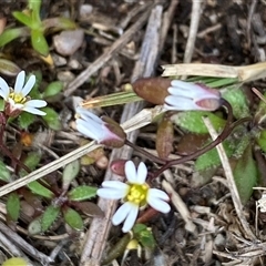 Erophila verna subsp. verna (Whitlow Grass) at Conder, ACT - 13 Aug 2025 by mcosgrove