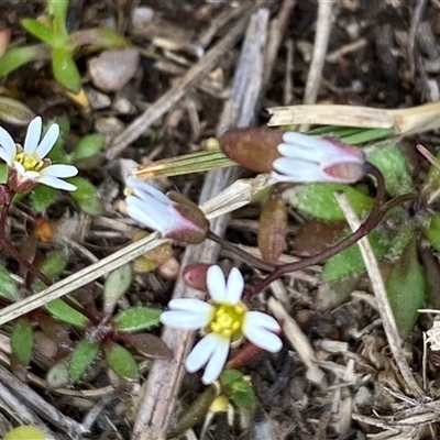 Erophila verna subsp. verna (Whitlow Grass) at Conder, ACT - 13 Aug 2025 by mcosgrove