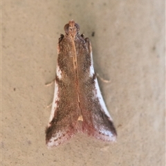 Assara seminivale (A Pyralid moth (Phycitinae) at Cedar Creek, QLD - 17 Sep 2025 by DAdeGroot