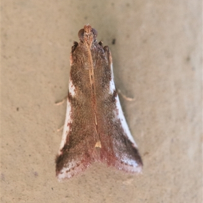 Assara seminivale (A Pyralid moth (Phycitinae) at Cedar Creek, QLD - 17 Sep 2025 by DAdeGroot
